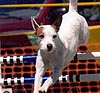 Sonora Agility